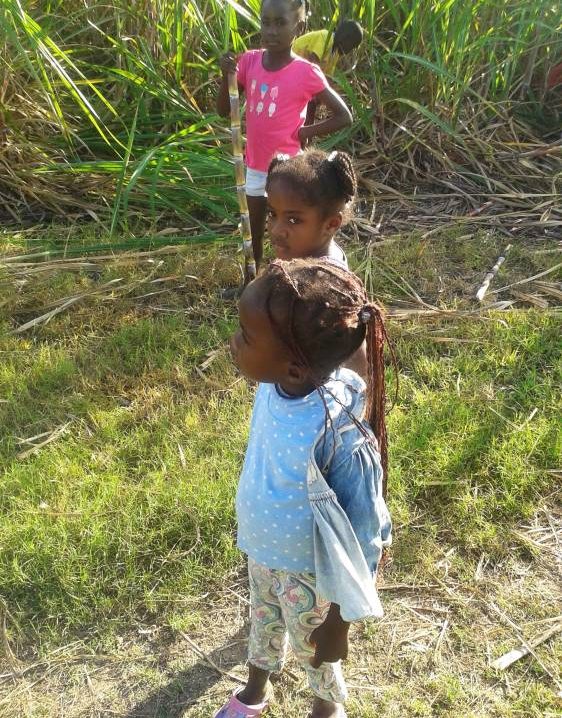 Na Dominikanie znajdziemy też plantacje trzciny cukrowej. Przy okazji spaceru można spotkać małych przewodników, którzy chętnie pokażą o co w tym chodzi.