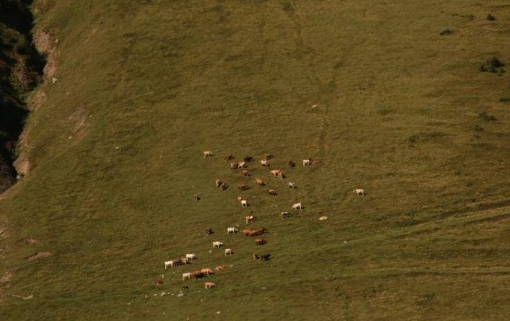 Ruszam. Mijam pasące się krowy, których nie brakuje w całej Gruzji a szczególnie tutaj w górach.