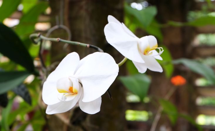 W Soroa można podziwiać ponad 700 gatunków orchidei