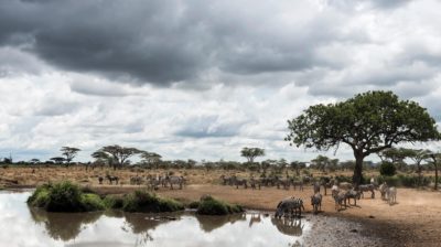 Serengeti