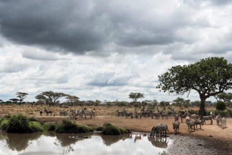 Serengeti
