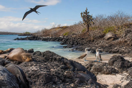 Kiedy jechać na Galapagos_ Sezony i migracje zwierząt