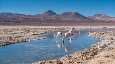 Salar de Atacama - flamingi i solniska na wysokości 2300 m