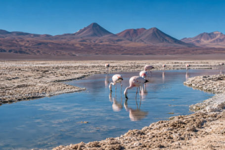 Salar de Atacama - flamingi i solniska na wysokości 2300 m